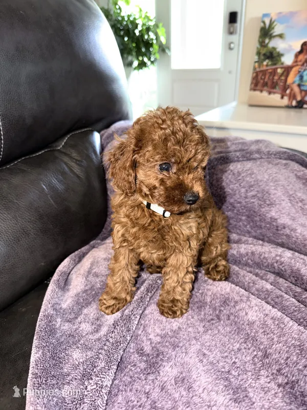White – Poodle - Miniature  puppy for sale in Harrisburg, SD