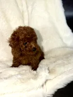 Green, a male Poodle - Miniature  for sale in Harrisburg, SD – 2 of 9