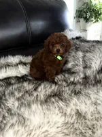 Green, a male Poodle - Miniature  for sale in Harrisburg, SD – 3 of 9