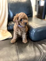 Purple, a female Poodle - Miniature  for sale in Harrisburg, SD – 2 of 10
