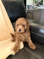 Purple, a female Poodle - Miniature  for sale in Harrisburg, SD – 8 of 10