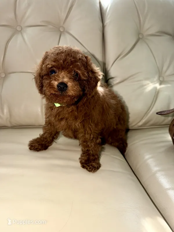 Green – Poodle - Miniature  puppy for sale in Harrisburg, SD