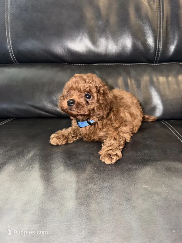 Blue – Poodle - Miniature  puppy for sale in Harrisburg, SD