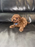 Blue, a male Poodle - Miniature  for sale in Harrisburg, SD – 1 of 6