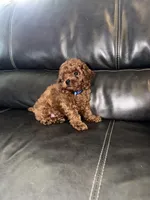 Blue, a male Poodle - Miniature  for sale in Harrisburg, SD – 2 of 6