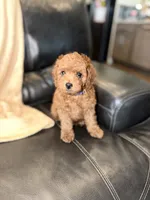 Purple, a female Poodle - Miniature  for sale in Harrisburg, SD – 3 of 10