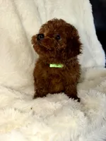 Green, a male Poodle - Miniature  for sale in Harrisburg, SD – 9 of 9