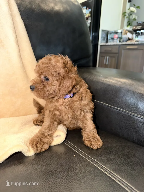 Purple – Poodle - Miniature  puppy for sale in Harrisburg, SD