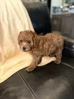 Purple, a female Poodle - Miniature  for sale in Harrisburg, SD – 6 of 10