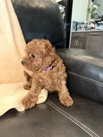 Purple, a female Poodle - Miniature  for sale in Harrisburg, SD – 10 of 10