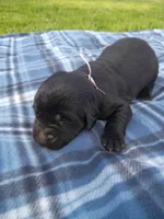 Tulip (Purple collar), a female Labrador Retriever for sale in Wellsville, OH – Photo 1 of 2