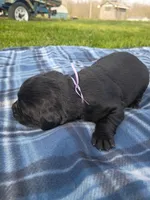 Tulip (Purple collar), a female Labrador Retriever for sale in Wellsville, OH – Photo 2 of 2