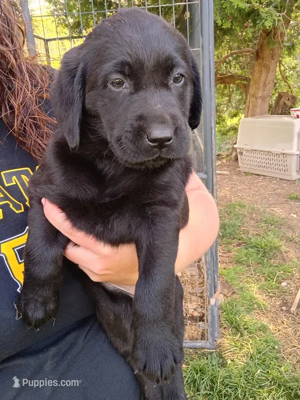 Tulip (Purple collar) – Labrador Retriever puppy for sale in Wellsville, OH