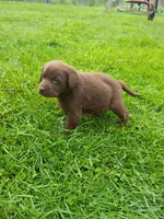 Hershey , a female Labrador Retriever for sale in Wellsville, OH – 2 of 3