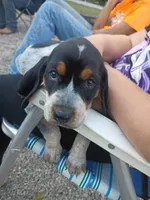 Mabel, a female Bluetick Coonhound for sale in Wellsville, OH – 2 of 2