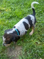Dolly , a female Bluetick Coonhound for sale in Wellsville, OH – 4 of 4