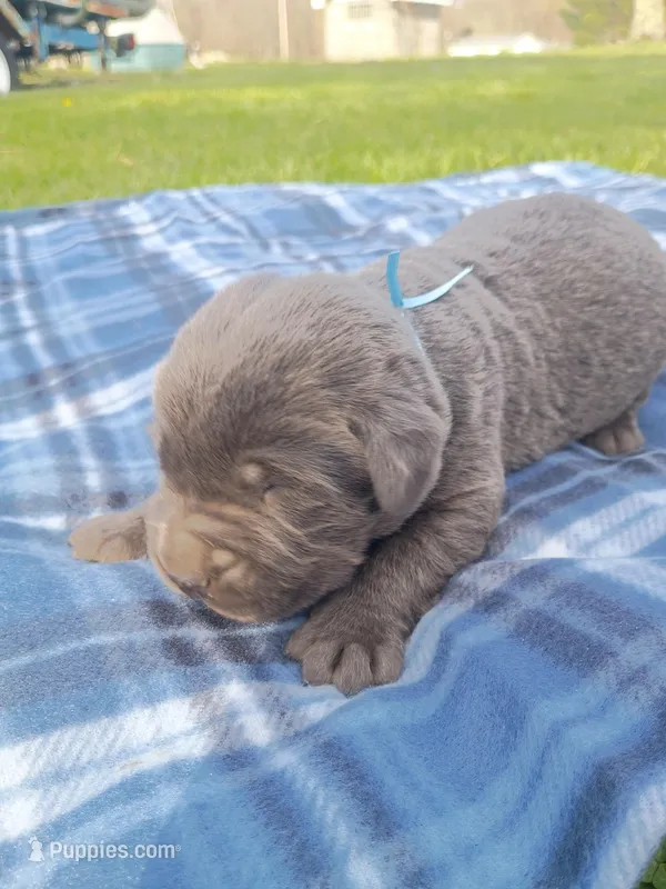 Buddy (Blue Collar), a male Labrador Retriever for sale in Wellsville, OH – Photo 1 of 2