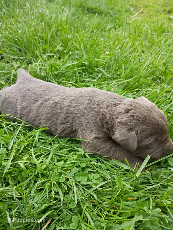 Buddy (Blue Collar) – Labrador Retriever puppy on hold in Wellsville, OH
