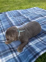 Buddy (Blue Collar), a male Labrador Retriever for sale in Wellsville, OH – Photo 2 of 2