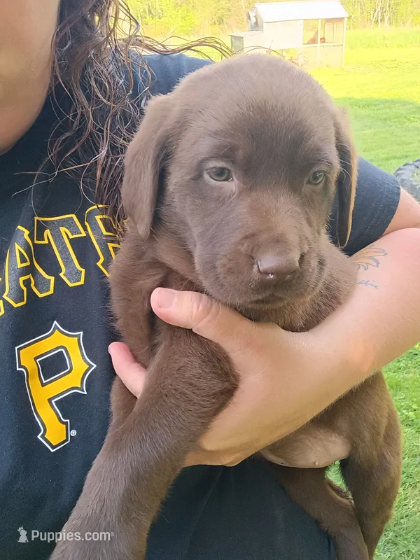 Hershey  – Labrador Retriever puppy for sale in Wellsville, OH