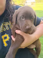 Hershey , a female Labrador Retriever for sale in Wellsville, OH – 1 of 4