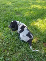 Hank, a male Bluetick Coonhound for sale in Wellsville, OH – 3 of 3