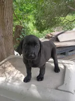 Minnie, a female Labrador Retriever for sale in Wellsville, OH – 3 of 7