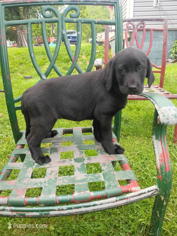Willow  – Labrador Retriever puppy for sale in Wellsville, OH
