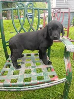 Willow , a female Labrador Retriever for sale in Wellsville, OH – 1 of 8