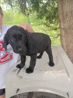 Tulip (Purple collar), a female Labrador Retriever for sale in Wellsville, OH – 6 of 6