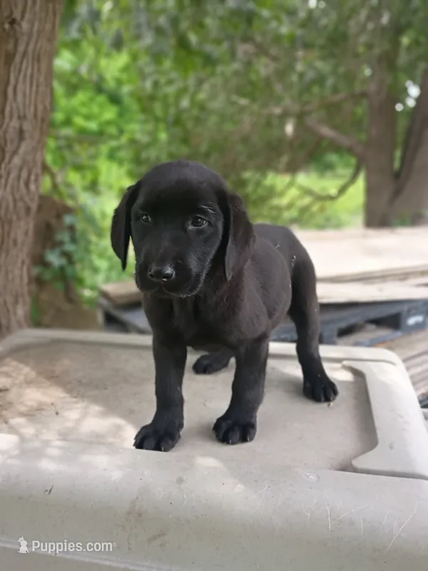 Tulip (Purple collar) – Labrador Retriever puppy for sale in Wellsville, OH