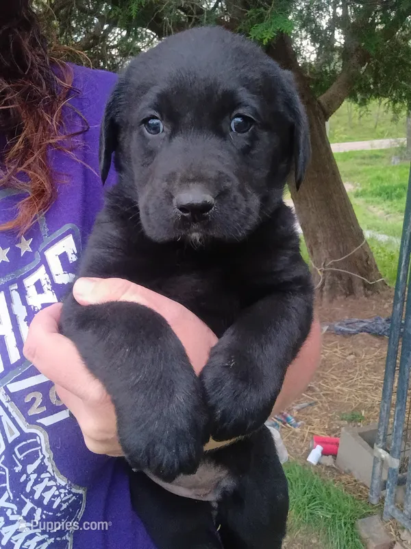 Minnie – Labrador Retriever puppy for sale in Wellsville, OH