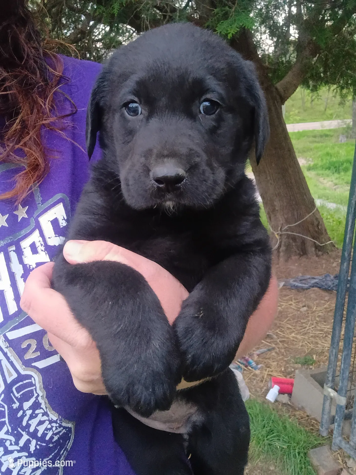 Minnie, a female Labrador Retriever for sale in Wellsville, OH – 1 of 4