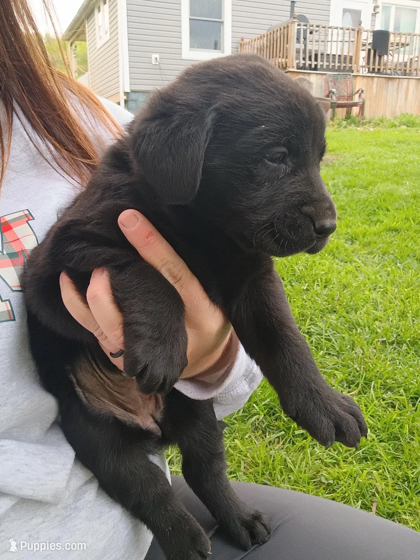 Bowser (Red Collar), a male Labrador Retriever for sale in Wellsville, OH – 3 of 6