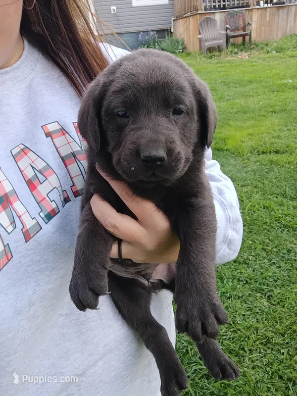 Buddy – Labrador Retriever puppy for sale in Wellsville, OH