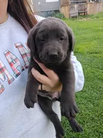 Buddy, a male Labrador Retriever for sale in Wellsville, OH – Photo 1 of 2