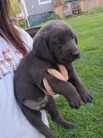 Buddy, a male Labrador Retriever for sale in Wellsville, OH – Photo 2 of 2