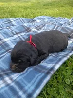 Bowser (Red Collar), a male Labrador Retriever for sale in Wellsville, OH – Photo 2 of 2