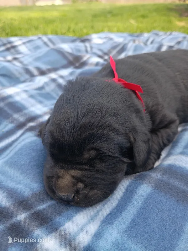 Bowser (Red Collar) – Labrador Retriever puppy for sale in Wellsville, OH