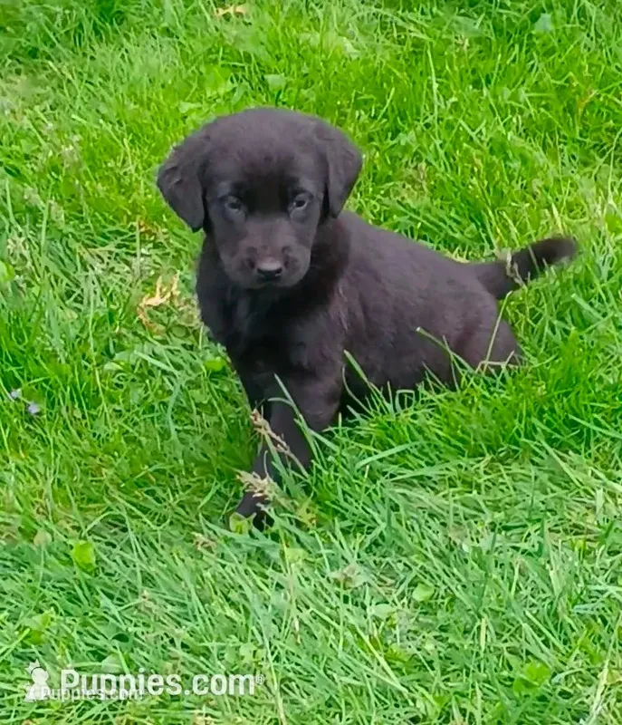 Tulip (Purple collar) – Labrador Retriever puppy for sale in Wellsville, OH
