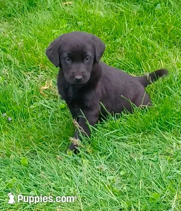 Tulip (Purple collar), a female Labrador Retriever for sale in Wellsville, OH – 2 of 4
