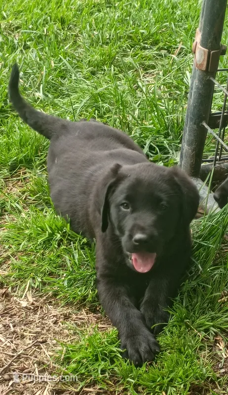 Willow (white collar) – Labrador Retriever puppy for sale in Wellsville, OH
