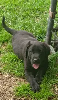 Willow (white collar), a female Labrador Retriever for sale in Wellsville, OH – 1 of 7