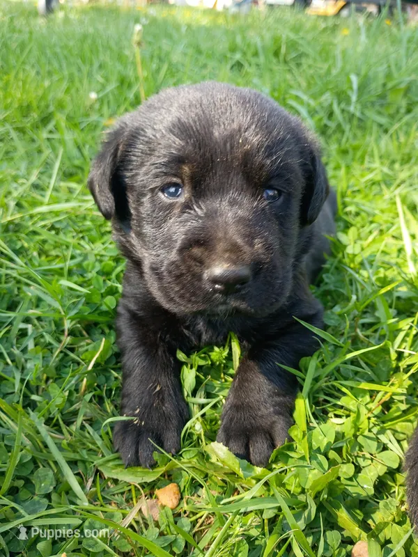 Willow (white collar) – Labrador Retriever puppy for sale in Wellsville, OH
