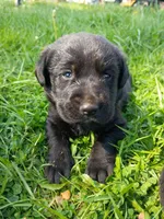 Willow (white collar), a female Labrador Retriever for sale in Wellsville, OH – 2 of 7