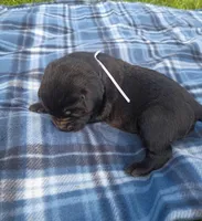 Willow (white collar), a female Labrador Retriever for sale in Wellsville, OH – Photo 2 of 3