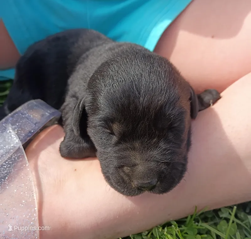 Willow (white collar) – Labrador Retriever puppy for sale in Wellsville, OH
