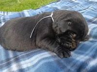 Willow (white collar), a female Labrador Retriever for sale in Wellsville, OH – Photo 3 of 3