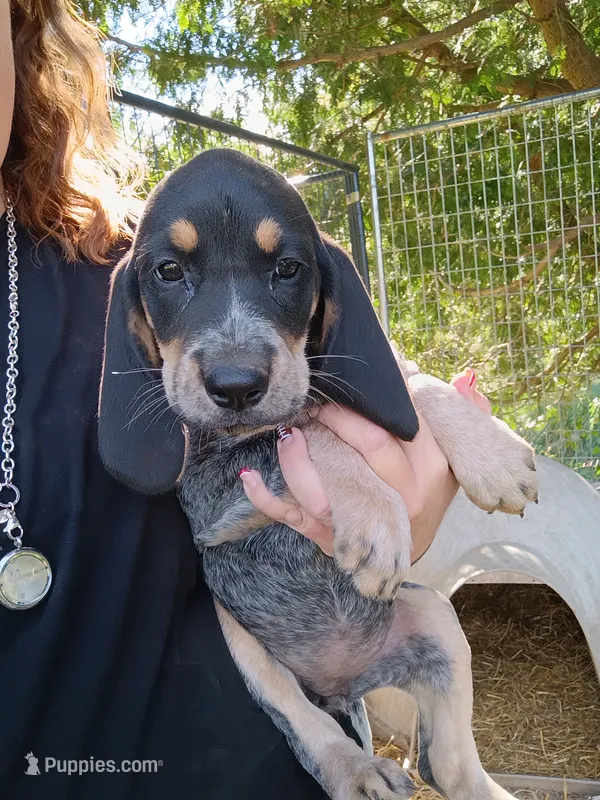 Dolly  – Bluetick Coonhound puppy for sale in Wellsville, OH