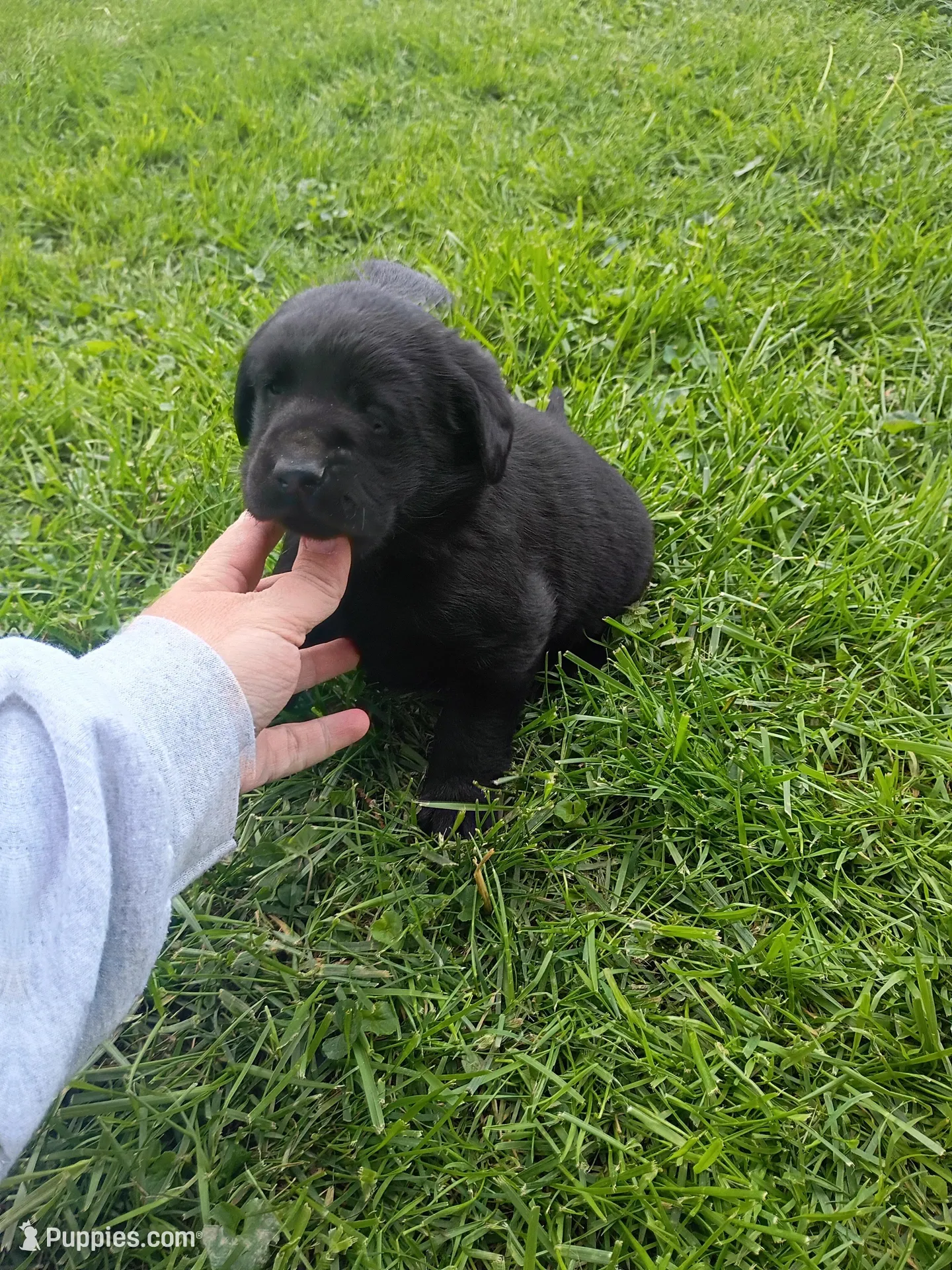 Bowser (Red Collar), a male Labrador Retriever for sale in Wellsville, OH – 4 of 6